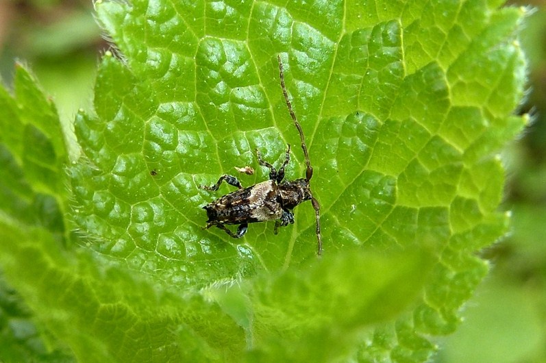 Pogonocherus hispidus